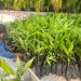 Para proteger la Palma de Cera la CDMB entrega 30 mil palmas sostenibles para sustituir el árbol nacional de Colombia