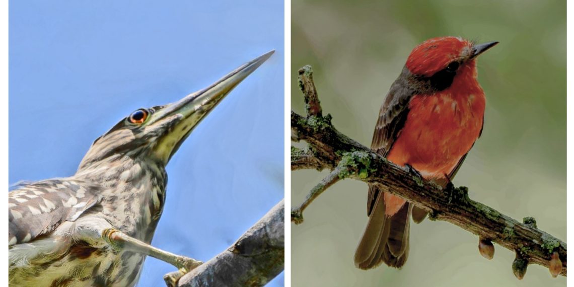 Ecopetrol registra más de 250 especies de aves en el Global Big Day