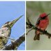 Ecopetrol registra más de 250 especies de aves en el Global Big Day
