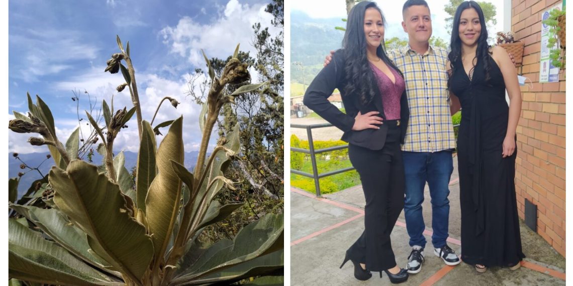 Ingenieros forestales de la UIS descubren nueva especie de frailejón en García Rovira