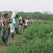 Campesinos recuperan tierras tras décadas de conflicto en Santander