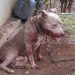 ¡Atención! Corte Suprema de Justicia ratifica condena en histórico caso de maltrato animal