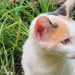 Ciudadanía alerta a las autoridades de criadero clandestino de gatos en Bucaramanga