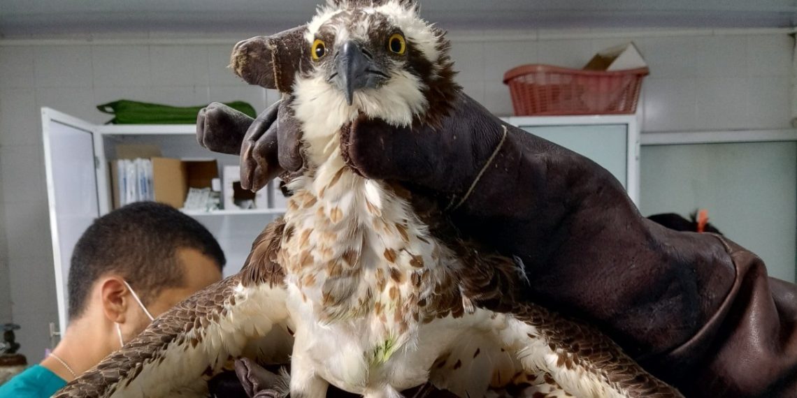 Más de 1.200 animales han sido rescatados en 2025 por el Centro de Atención de Fauna Silvestre de la CDMB