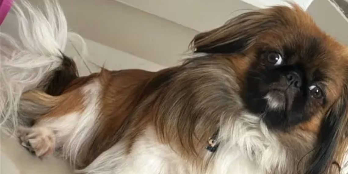 Tragedia en la vía: murió una mascota en bus intermunicipal tras ser obligada a viajar en la bodega
