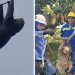 Un rescate ejemplar que recuerda el valor de cada vida silvestre