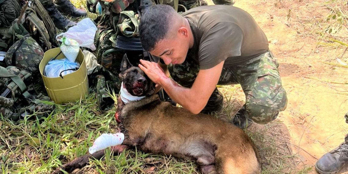 Sansón, el héroe de cuatro patas que enfrentó al terror en Yondó