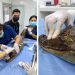 No al maltrato animal: Babilla herida en Lebrija recibe atención médica especializada