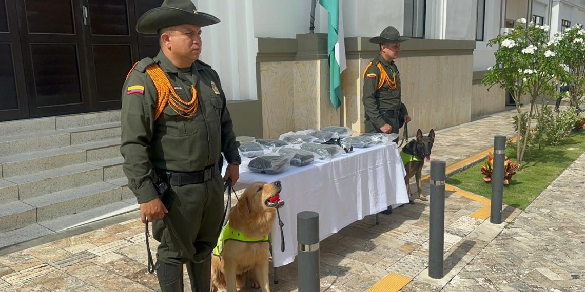 ¡Atención! Caninos antinarcóticos detectan 8 kilos de marihuana en encomienda: golpe certero de la Policía en Bucaramanga