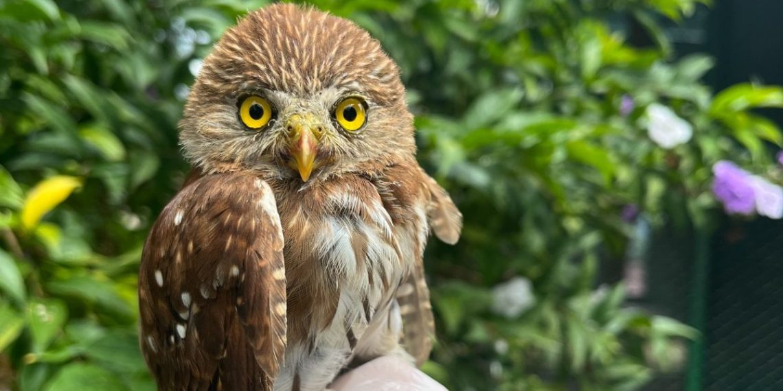 CDMB realiza histórico rescate de mochuelo brasileño en su jurisdicción