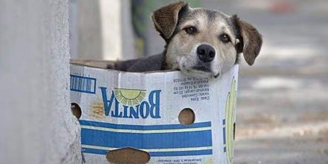 Bucaramanga se pone las zapatillas por los animales sin hogar: llega “Paticas a la Calle”