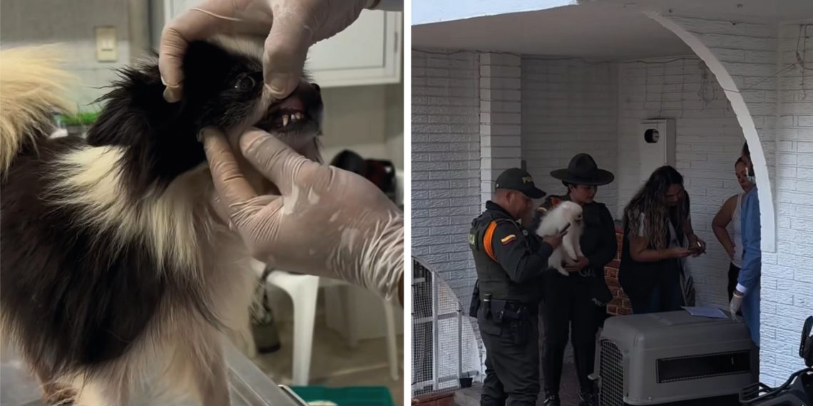 Bucaramanga afianza su liderazgo en la protección animal con aplicación ejemplar de la Ley Ángel