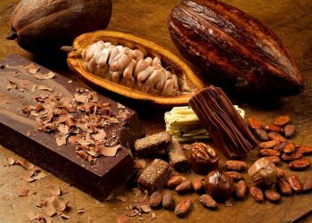 Cacao santandereano: un aliado natural contra el envejecimiento, según estudio internacional