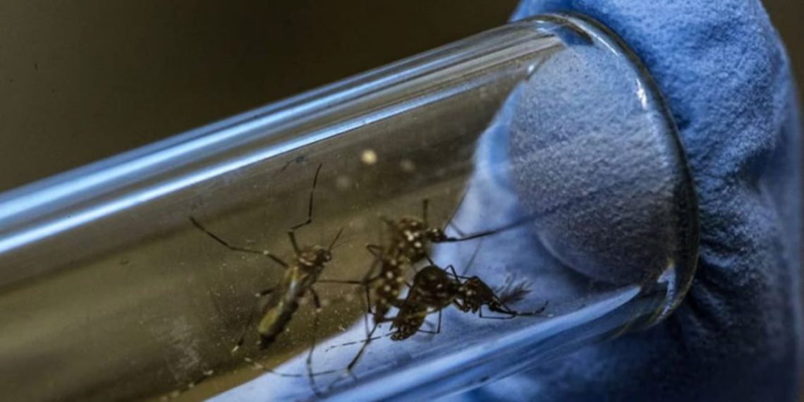Buenas noticias para Santander: casos de dengue disminuyen un 70% frente al año anterior