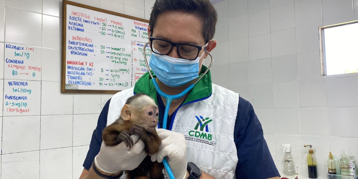 CDMB rescata fauna silvestre en Bucaramanga: un mono cariblanco y dos loras con graves secuelas de salud