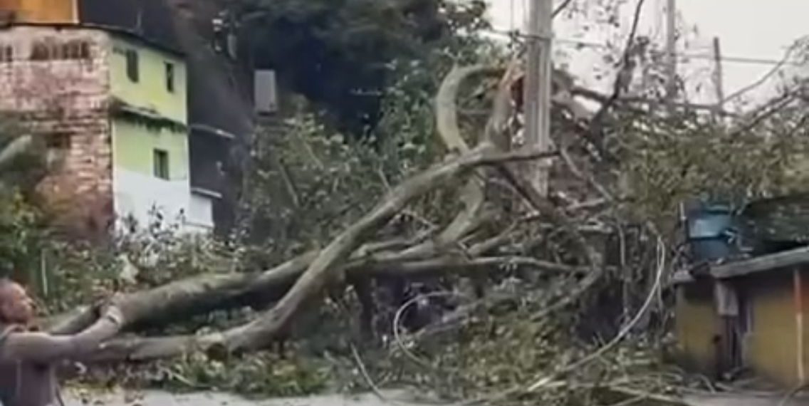 Aguacero causa emergencia en Morrorrico: frondoso árbol cayó sobre la vía y bomberos atienden la afectación de la movilidad del sector