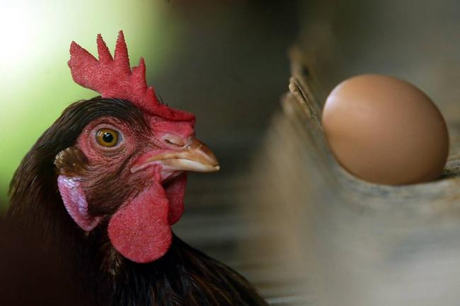 Santander fortalece su liderazgo avícola: Fenavi destaca el impacto económico y social del gremio