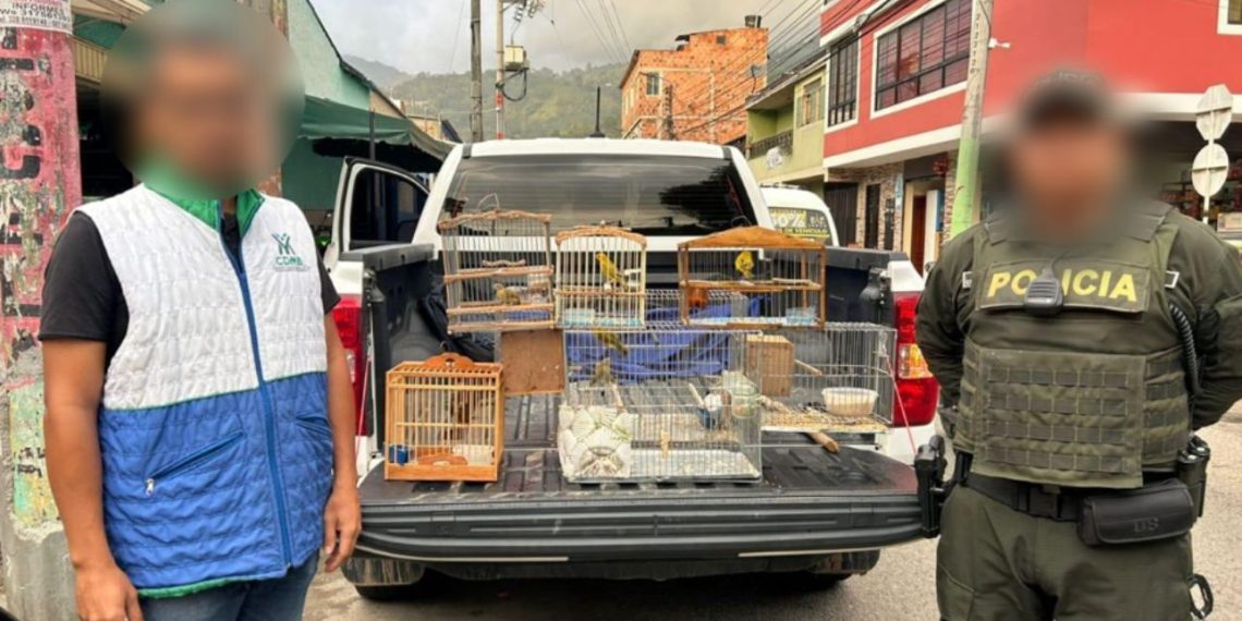 ¡Que tiemblen los traficantes de alas! Policía y CDMB rescatan aves silvestres en Bucaramanga