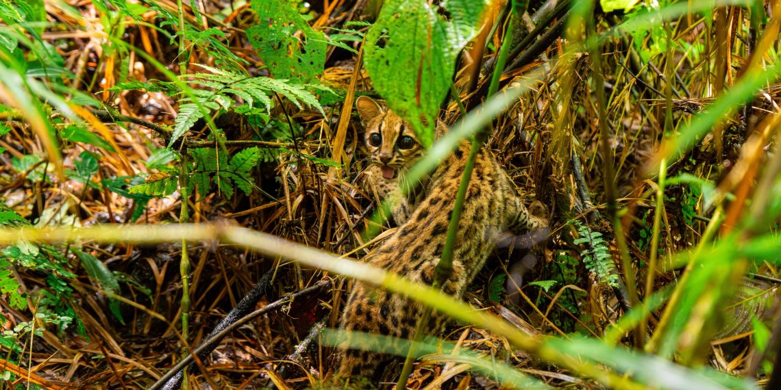 CDMB libera 270 animales silvestres: una segunda oportunidad para la vida