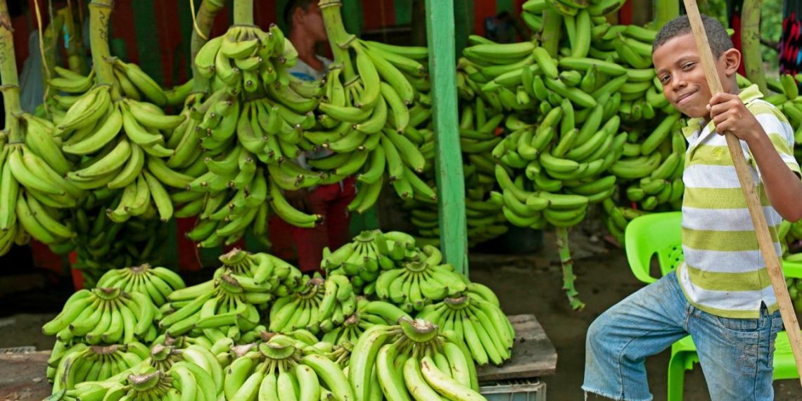 El campo colombiano reafirma su papel como motor económico con crecimiento del 2,4% en el tercer trimestre de 2025