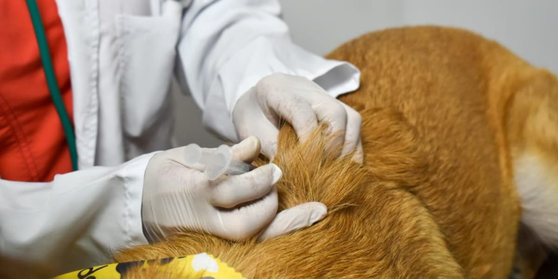 Indignación en Bucaramanga por eutanasia irregular de animales en la Unidad de Bienestar Animal: alcalde anuncia denuncias ante tribunal ético