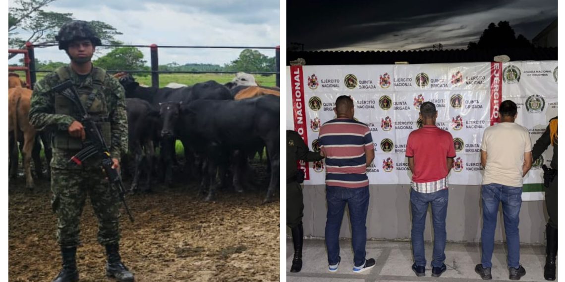 Golpe al multicrimen en Sabana de Torres: Policía recupera 70 terneros robados y captura a tres implicados