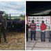 Golpe al multicrimen en Sabana de Torres: Policía recupera 70 terneros robados y captura a tres implicados