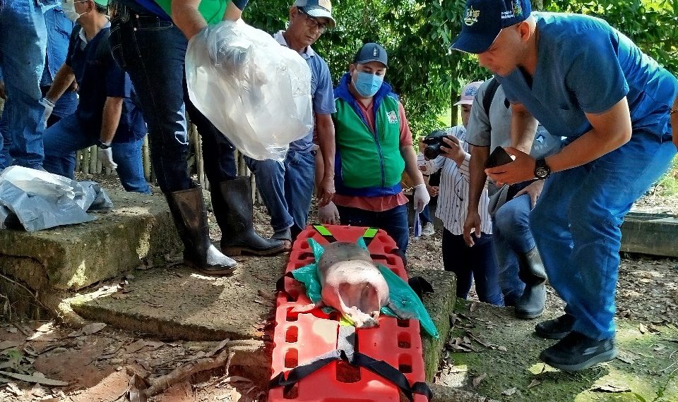 Otro manatí muerto en El Llanito: ya son 14 en cinco años