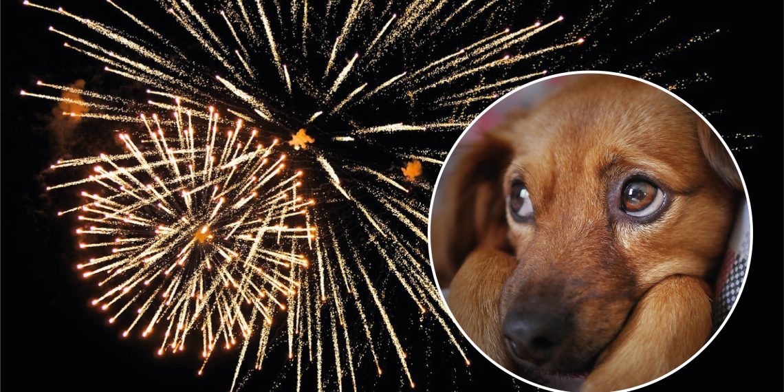 Cuando la fiesta se convierte en terror: proteger a los animales de la pólvora
