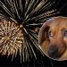 Cuando la fiesta se convierte en terror: proteger a los animales de la pólvora