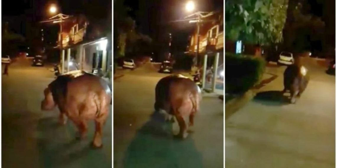 Alerta ambiental en Barrancabermeja: avistan por primera vez un hipopótamo descendiente de los traídos por Pablo Escobar