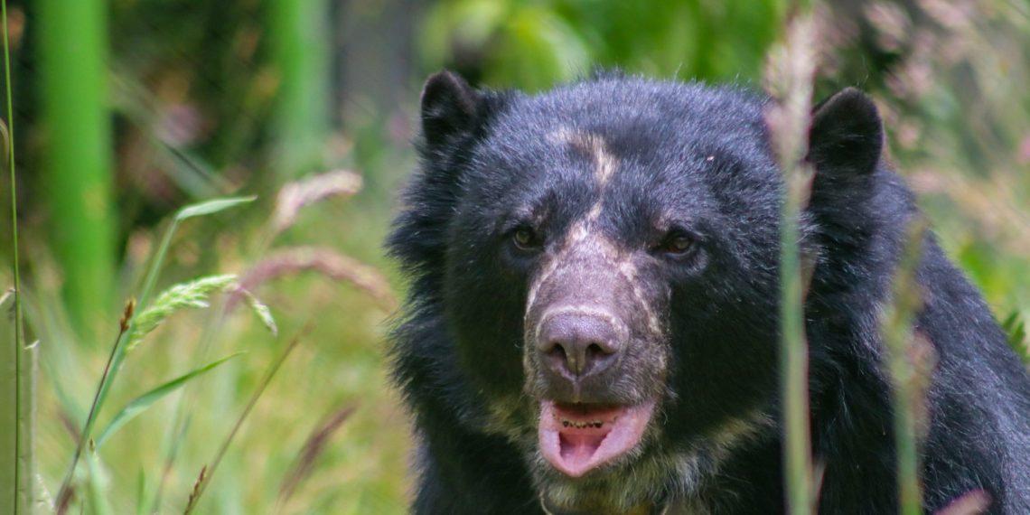 Adiós a Tamá: el oso andino que no alcanzó a regresar a su hogar