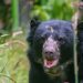 Adiós a Tamá: el oso andino que no alcanzó a regresar a su hogar