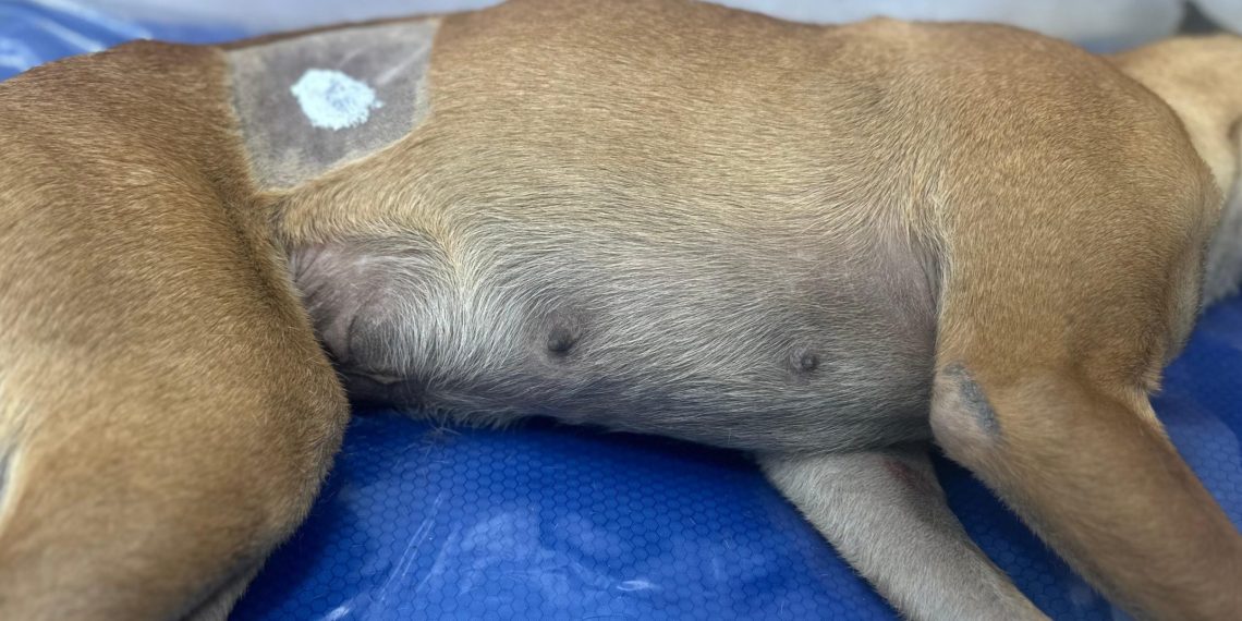 Floridablanca avanza en salud pública y protección animal: cerca de 1.600 mascotas esterilizadas en barrios y veredas