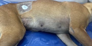 Floridablanca avanza en salud pública y protección animal: cerca de 1.600 mascotas esterilizadas en barrios y veredas