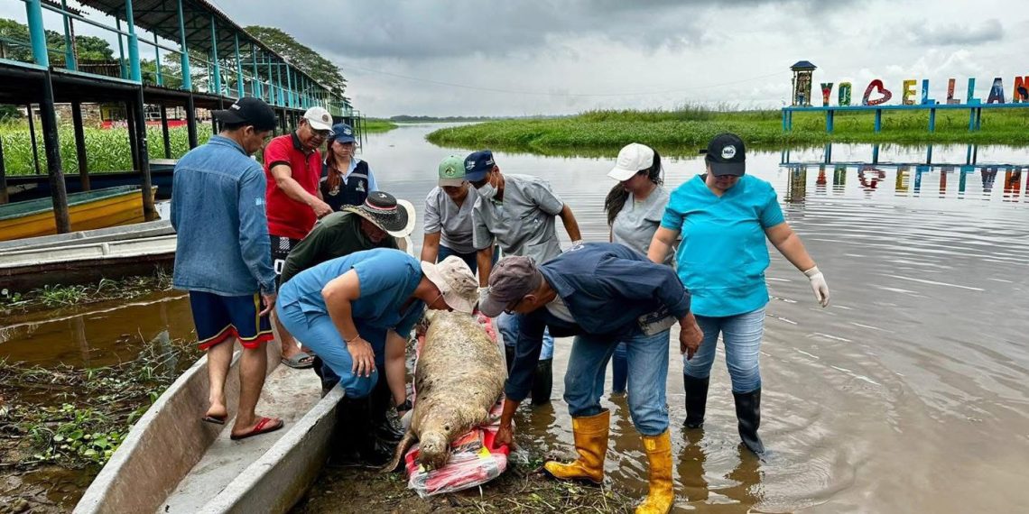 Otro llamado de alerta desde la ciénaga El Llanito: muere un nuevo manatí antillano