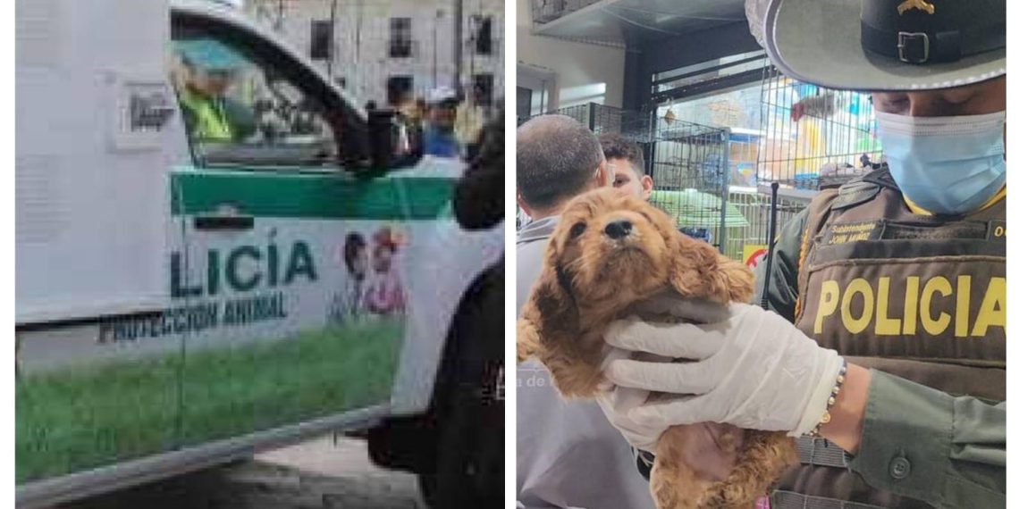 Bucaramanga lanza patrulla animal para proteger a perros y gatos en riesgo