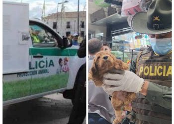 Bucaramanga lanza patrulla animal para proteger a perros y gatos en riesgo