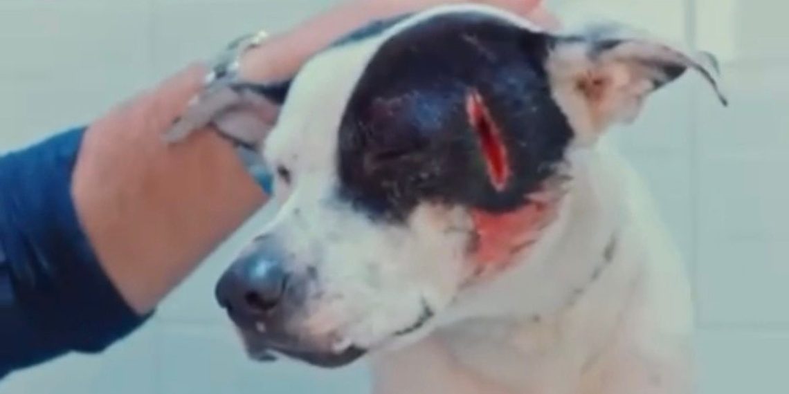 Indignación en Barrancabermeja: activan Ley Ángel tras brutal ataque a un canino en el sector La Represa