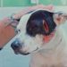 Indignación en Barrancabermeja: activan Ley Ángel tras brutal ataque a un canino en el sector La Represa