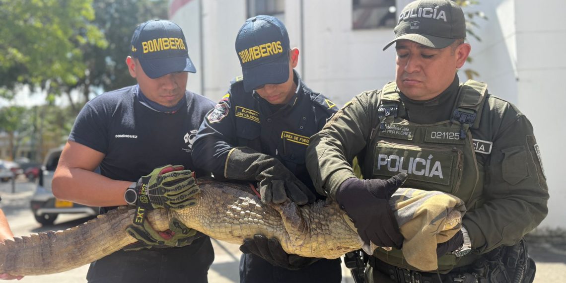 Bomberos capturan babilla en vereda Santa Rita
