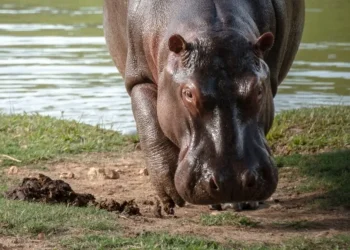 Barrancabermeja respalda eutanasia de hipopótamos avalada por el Gobierno Nacional para contener su proliferación