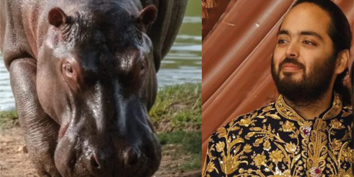 Multimillonario ofrece rescatar a 80 hipopótamos colombianos de la eutanasia y llevarlos a un paraíso salvaje en la India