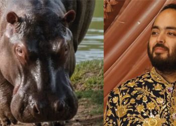 Multimillonario ofrece rescatar a 80 hipopótamos colombianos de la eutanasia y llevarlos a un paraíso salvaje en la India