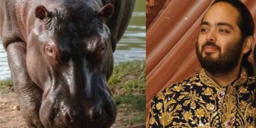 Multimillonario ofrece rescatar a 80 hipopótamos colombianos de la eutanasia y llevarlos a un paraíso salvaje en la India