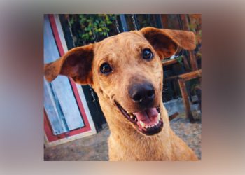 Justicia para Kira: capturan al presunto responsable de su cruel maltrato