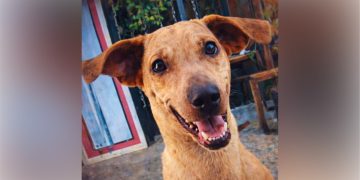 Justicia para Kira: capturan al presunto responsable de su cruel maltrato