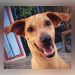Justicia para Kira: capturan al presunto responsable de su cruel maltrato
