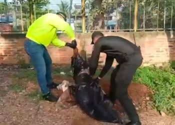 Se hace justicia: Alcaldía de Bucaramanga impone multa millonaria al agresor de la perrita Kiara