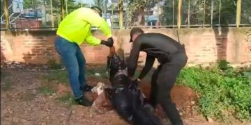 Se hace justicia: Alcaldía de Bucaramanga impone multa millonaria al agresor de la perrita Kiara